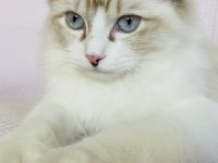Ragdoll o bir kediden çok daha fazlası