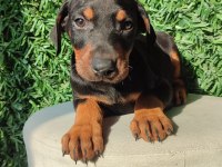 King Doberman Yavruları