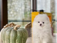 Sakarya Pomeranian Boo