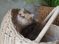 British Longhair dişi
