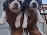 ÇİFTLİKTEN BEAGLE YAVRULAR