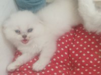 Scottish fold kedimize yuva arıyoruz