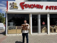TR NİN FİRST CLASS TOY POODLE YAVRULARI ANKARA MAĞAZAMZDA