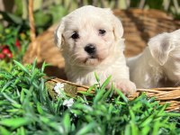 Kar beyaz Irk Garantili Maltese Terrier Yavrular