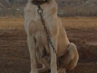 Kaliteli kangal yavrular Sivas merkez