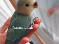 Yavru Sevda Papağanı