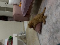 6 aylık dişi minnoş poodle