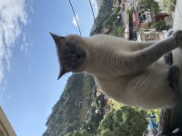Acil sahiplendirilecek kedimiz 14 aylıktır