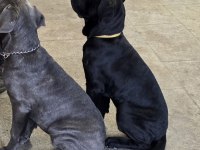 Simsiyah Dişi Panter Cane Corso