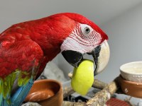 KIRMIZI MACAW ARA PAPAĞANLARI