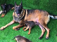 Show Kalite Belçika Malinois Bebeklerimiz