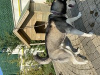Sibirya kurdu husky orjinal dişi