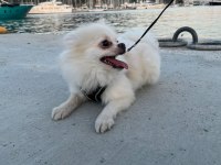 Çok şirin ve çok tatlı pomeranian