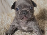 FLUFFY ve ISABELLA TAŞIYICI RENK RENK EXOTIC FRENCH BULLDOG