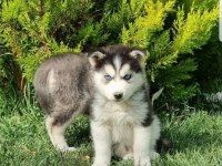Maviş gözlü Safkan Husky minikler