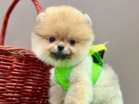 Sevimli Pomeranian Boo Yavrularımız