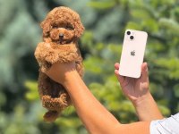 Poodle toy köpeğimiz