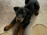 Estetikli Şekilde Teslim Doberman Köpeği