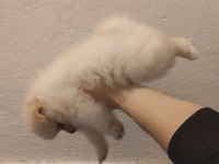 60 günlük pomeranian yavrular iç dış paraziti yapıldı