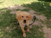 3 Aylık golden retriever köpeğimiz