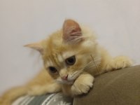 Sahiplendirme British Longhair Kedisi