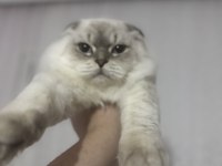 İnsan canlısı scottish fold