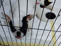 French Bulldog 1.5 Yaşında