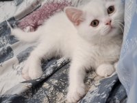 Yeni Yuvasına Gitmeye Hazır Dişi British Shorthair