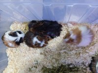 Yavru guinea pig