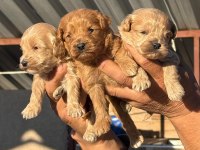 Maltipoo bebişler
