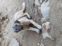 BONCUK YENİ YUVASINI ARIYOR