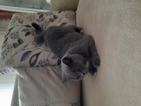 2 yaşında kızanda british shorthair