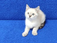 LYNX POİNT PONÇİK YENİ YUVALARINA GİTMEYE HAZIR