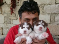 Sibirya Kurdu Husky Yavrularımız