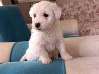 Maltipoo Yavru