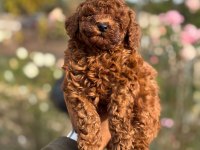 baba 1.4 kore (dark red) anne 2 kg toy poodle red brown