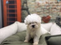 Kar Beyaz Maltese Terrier Yavrularımız @petclubadanaa