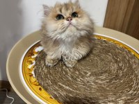 British longhair golden