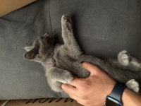 Russian blue yavru kediler