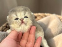 Safkan British Longhair Golden Ve Blue Golden