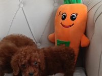 Kuyruksuz Kore Poodle Red brown bebekler