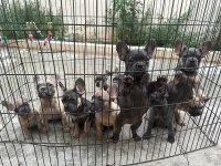 BEBEKLERİMİZ 91 GÜNLÜK FRENCH BULLDOG