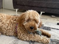 Ev ortamında büyümüş miniatür poodle
