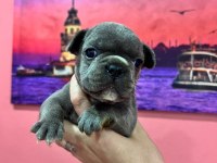 Fransız bulldog bebeklerim