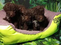 IRK VE SAĞLIK GARANTİ LAGOTTO YAVRULARIMUZ