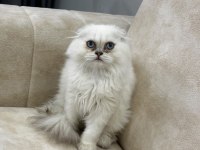 A kalite safkan scottish fold longhair silver point erkek