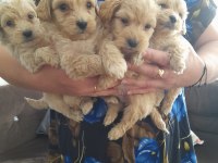 Maltipoo 0 numara köpekler