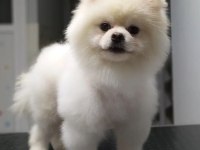 Ayıcık pomeranian yavrularımız teslime hazırdır