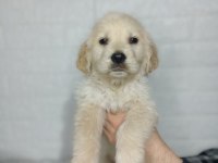 Golden Retriever Yavrularımız
