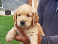 Ruhsatli Çiflikten Özel Golden Retriever Yavrulari